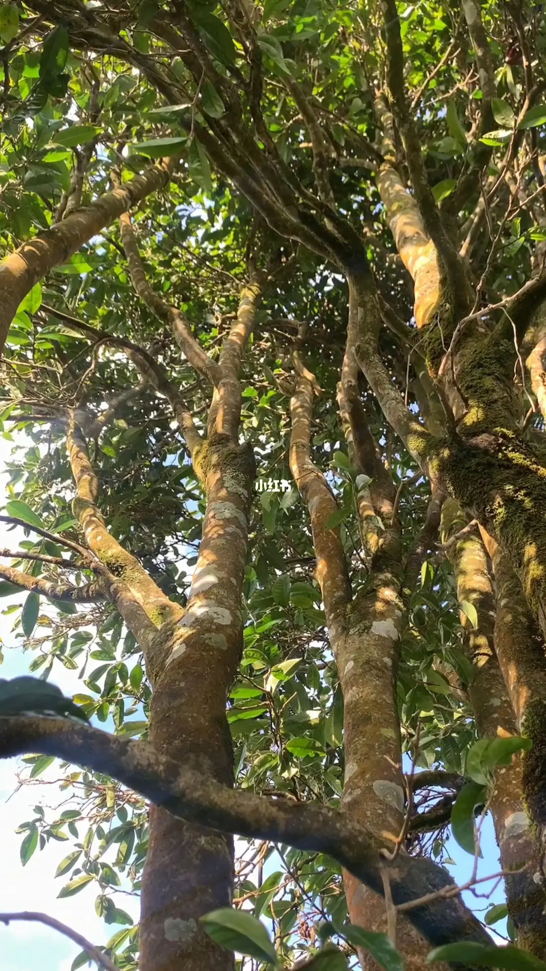 2023年勐庫河邊寨古樹春茶品質(zhì)如何？