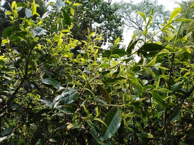 2023年勐庫河邊寨古樹春茶價格是多少？