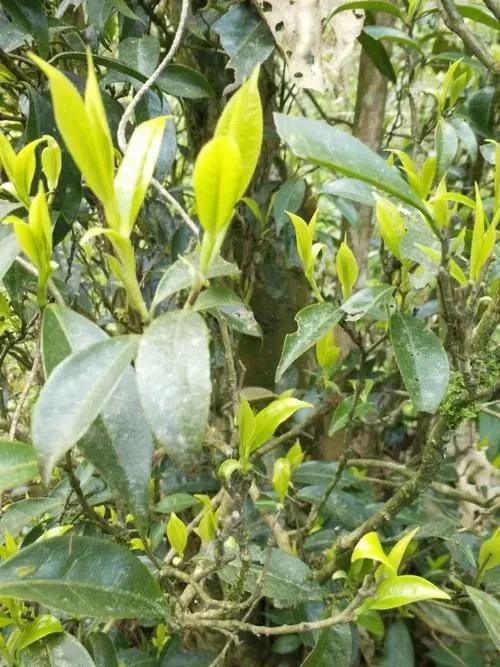 2023年勐庫河邊寨古樹春茶多少一公斤？