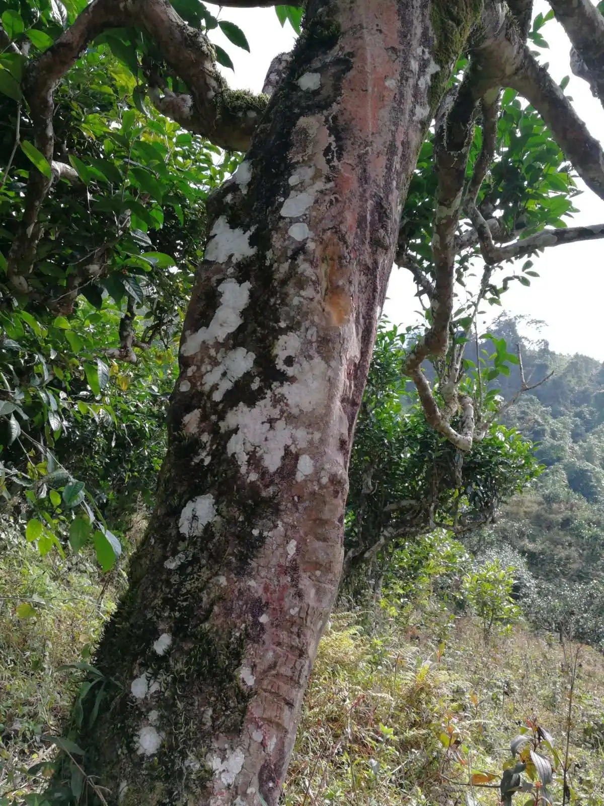 2023年麻栗坡古樹春茶特點是什么？