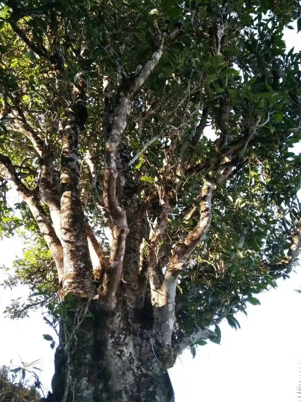 2023年麻栗坡古樹春茶口感怎么樣？