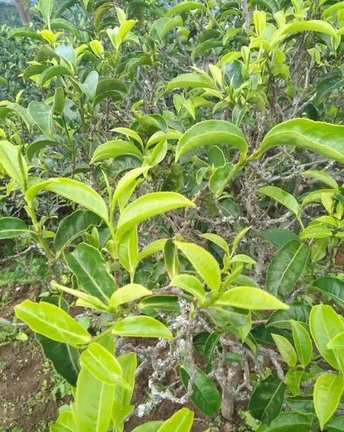 2023年鍋底塘古樹春茶品質(zhì)怎么樣？