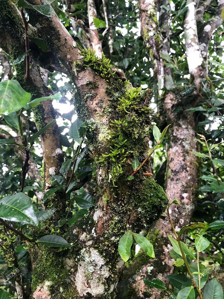 2023年永德大雪山古樹春茶品質(zhì)如何？