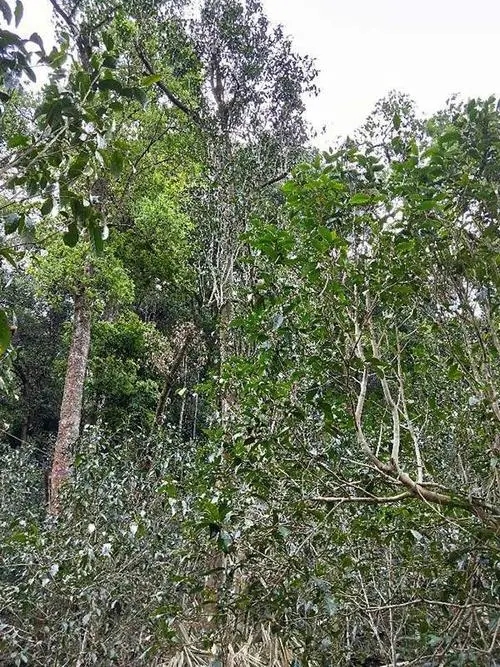 2023年多依樹古樹春茶品質(zhì)如何？