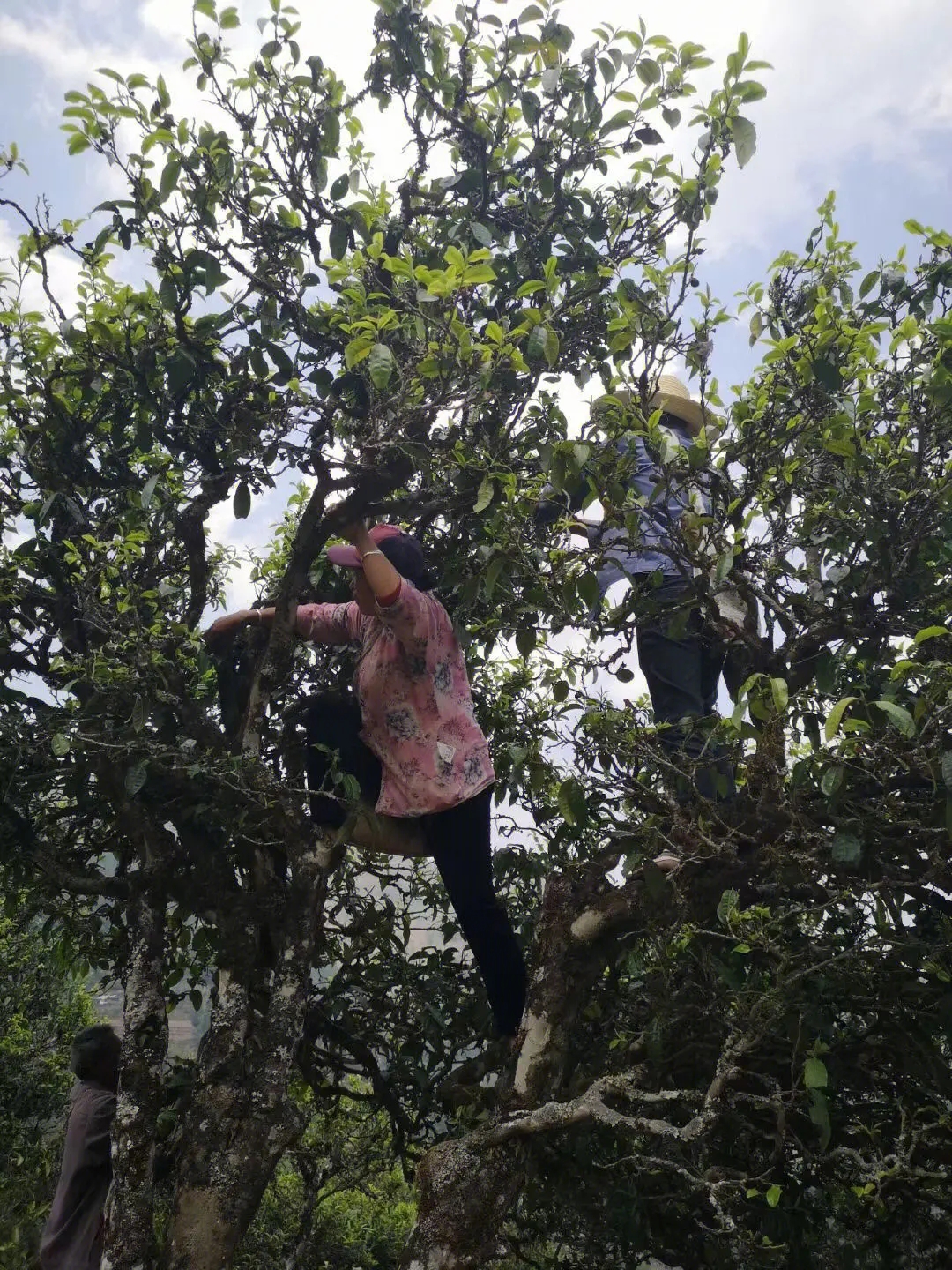 2023年寧洱擺尾箐古樹春茶特點是什么？