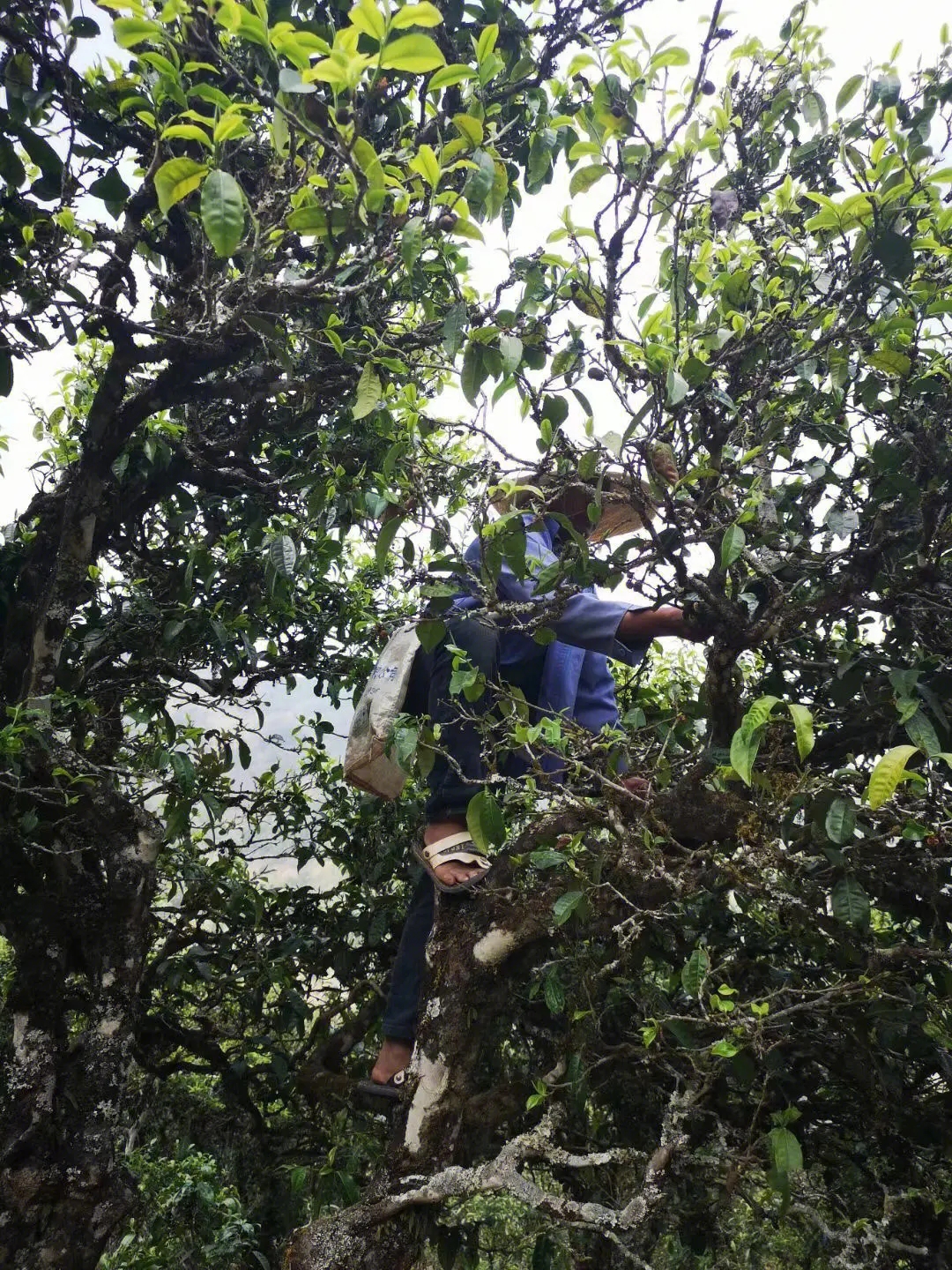 2023年寧洱擺尾箐古樹春茶品質(zhì)如何？