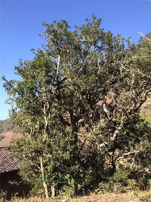 2023年寧洱擺尾箐古樹春茶價格是多少？