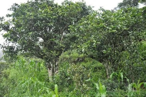 2023年鎮(zhèn)沅老海塘古樹春茶特點 是什么？