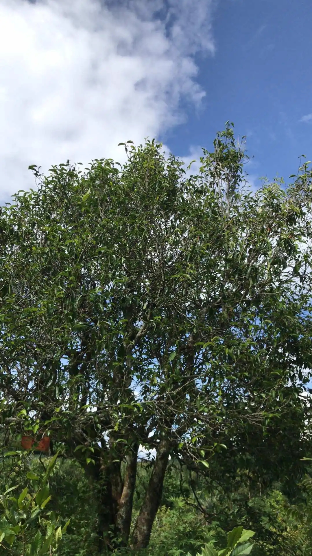 2023年鎮(zhèn)沅老烏山古樹春茶口感怎么樣？