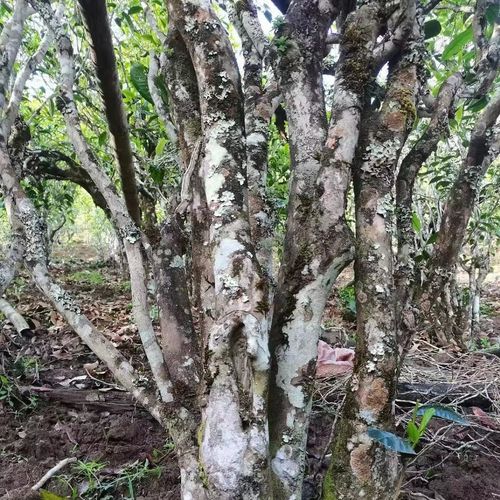 2023年鎮(zhèn)沅老烏山古樹春茶價格是多少？