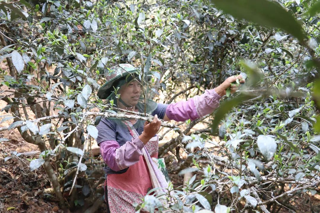 2023年普洱老安寨古樹春茶口感怎么樣？