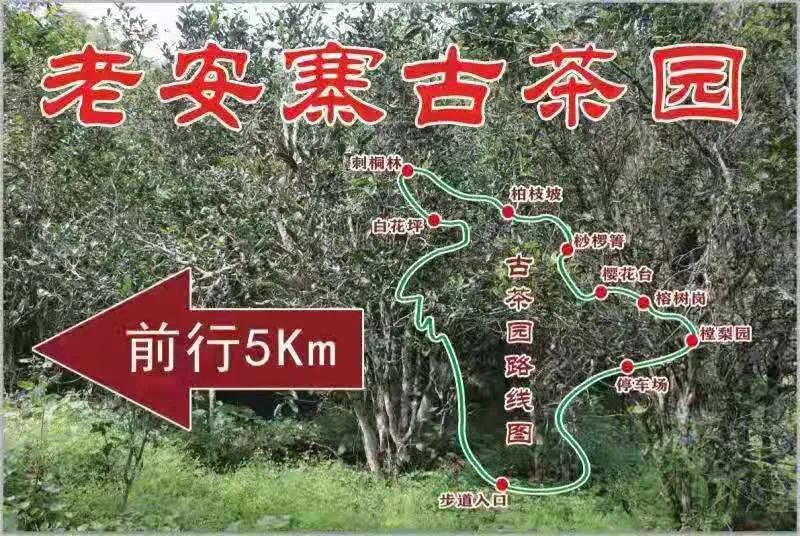 2023年普洱老安寨古樹春茶品質如何？