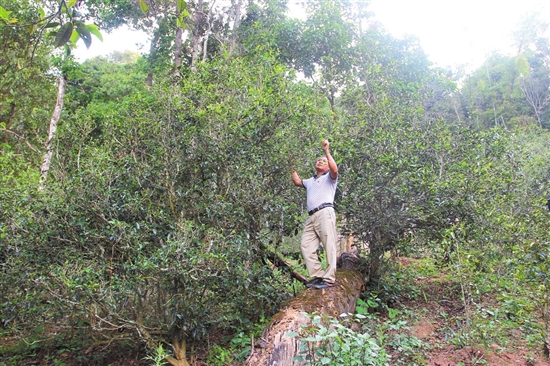 2023年普洱老安寨古樹春茶價格是多少？