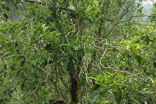 2023年千家寨古樹春茶口感怎么樣？