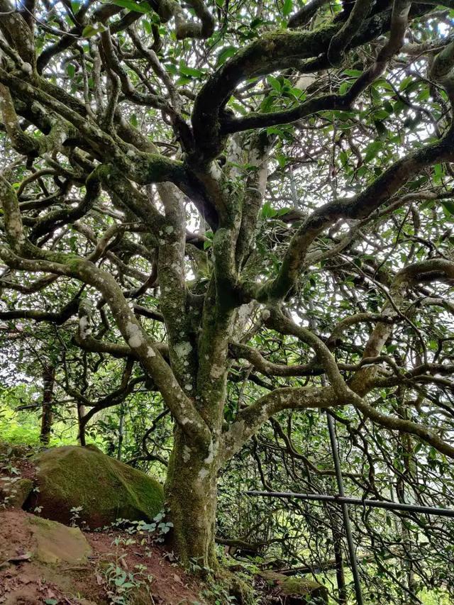 2023年千家寨古樹春茶品質(zhì)如何？