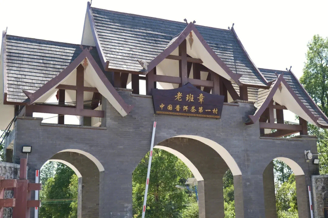 2024年老班章古樹春茶價(jià)格是多少？