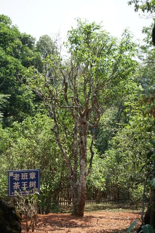 2024年老班章古樹春茶特點(diǎn)是什么？