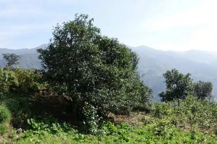 2024年冰島老寨古樹春茶特點(diǎn)是什么？