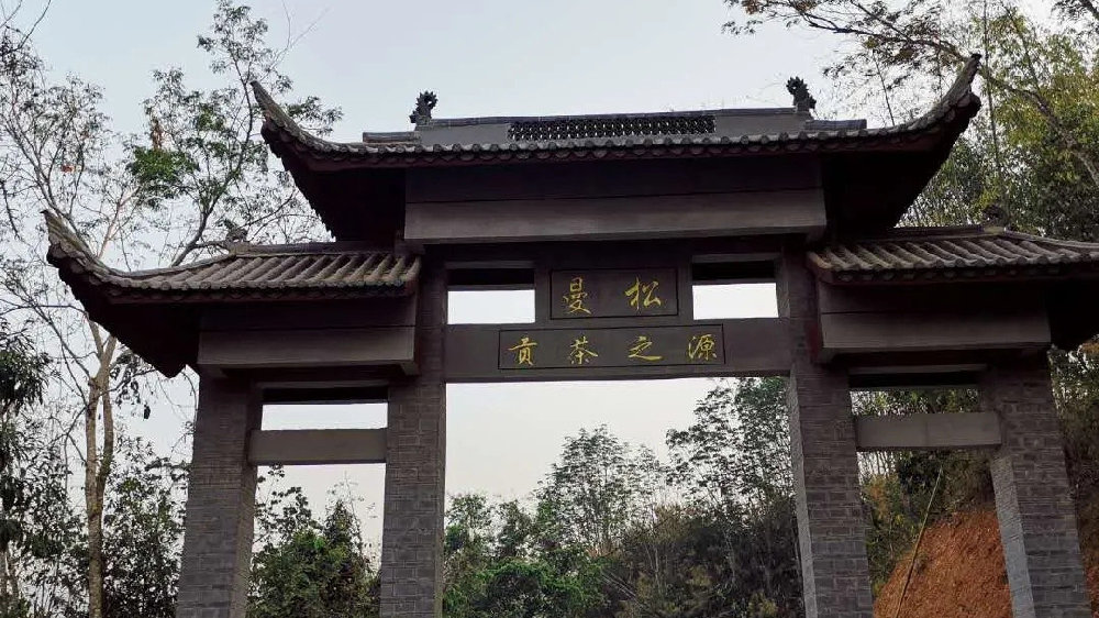 2024年曼松古樹春茶品質(zhì)如何？