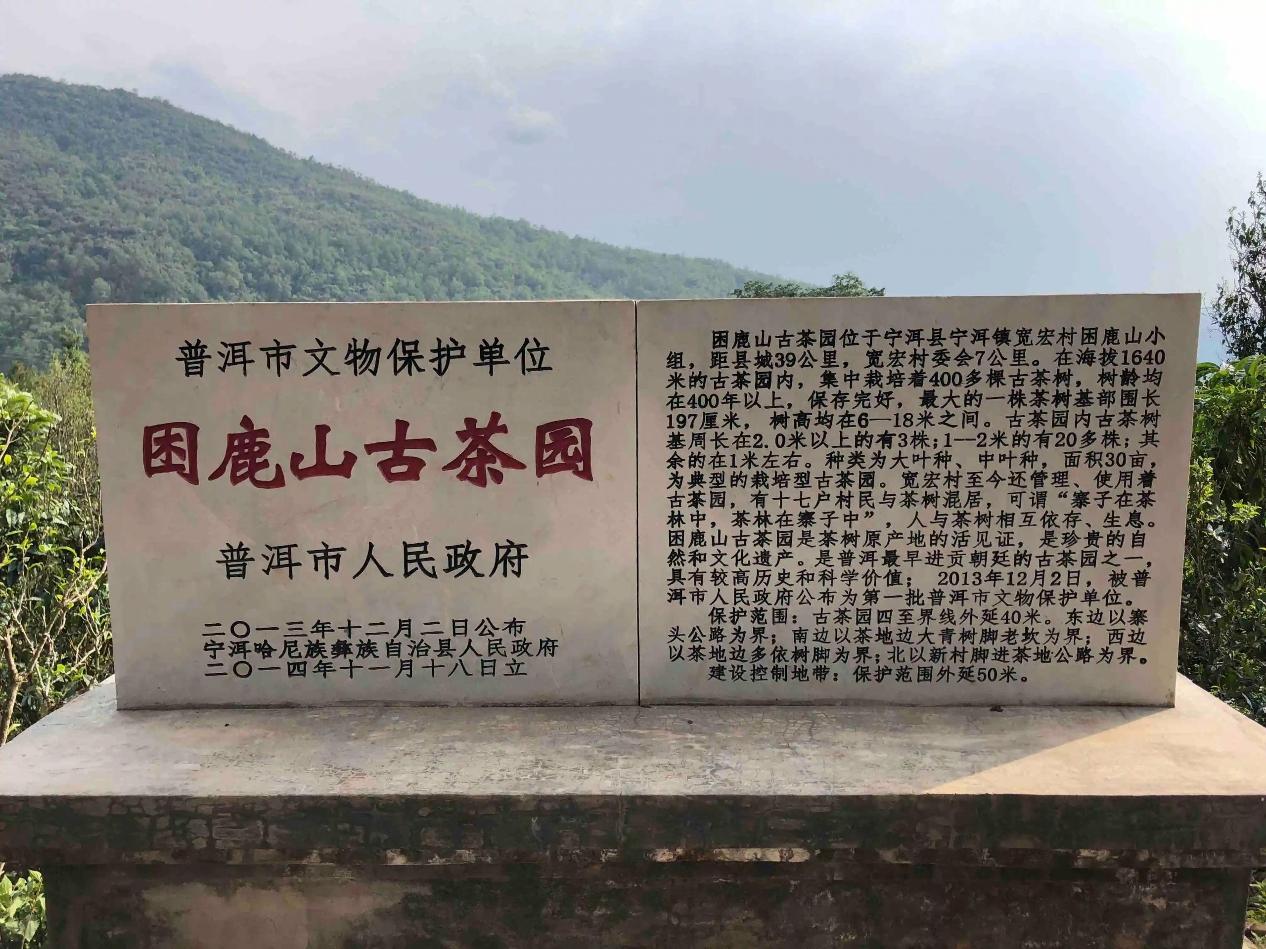 2024年困鹿山古樹(shù)春茶品質(zhì)怎么樣？