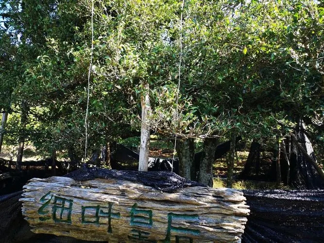 2024年困鹿山古樹春茶口感如何？