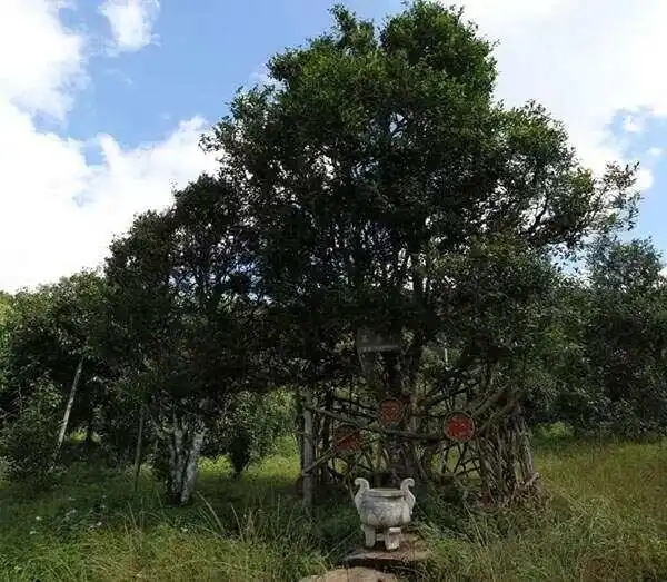 2024年困鹿山古樹春茶價(jià)格是多少？