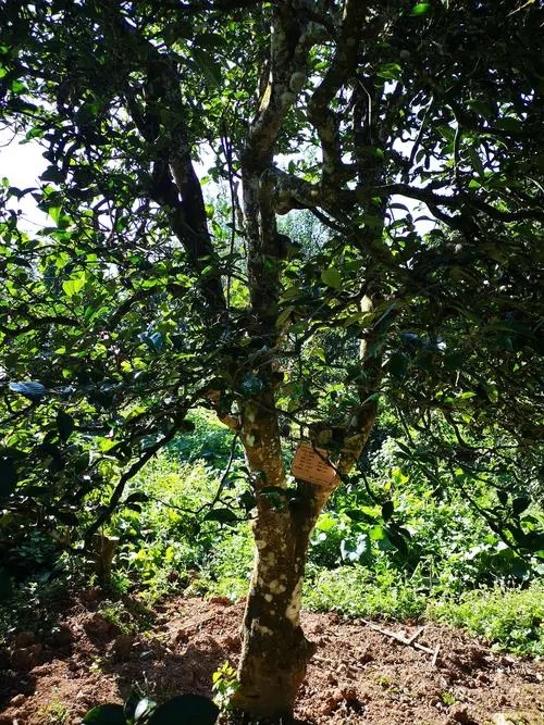 2024年困鹿山古樹春茶多少錢一公斤？