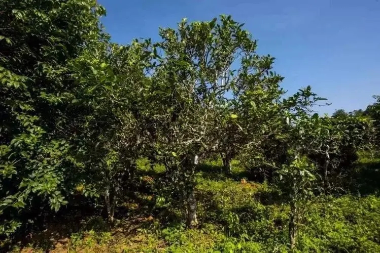 2024年迷帝古樹春茶特點(diǎn)是什么？