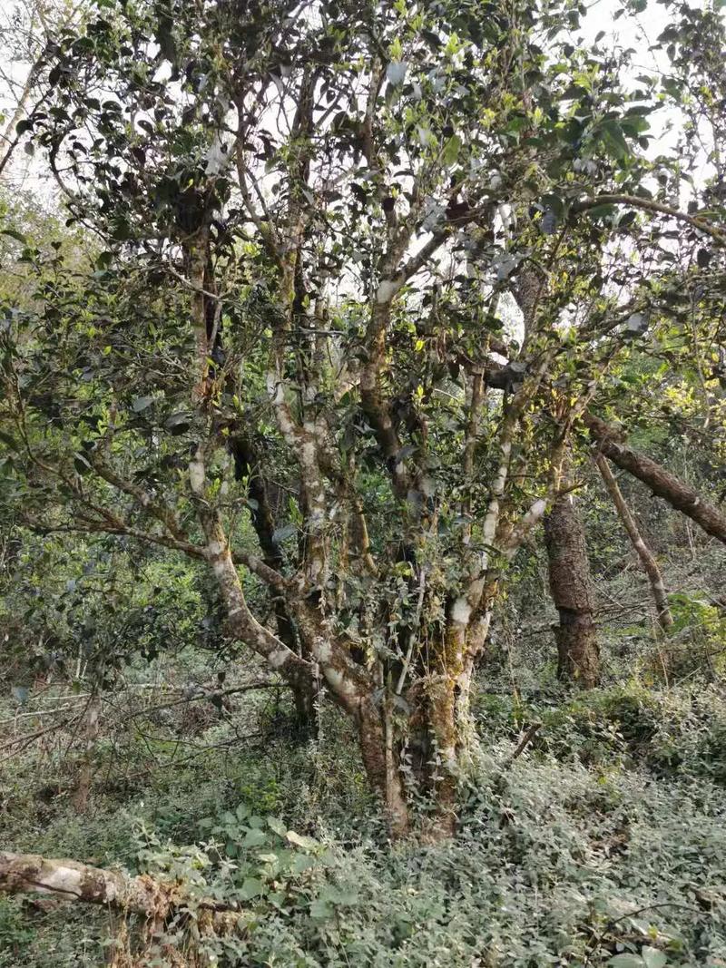 2024年迷帝古樹春茶口感如何？