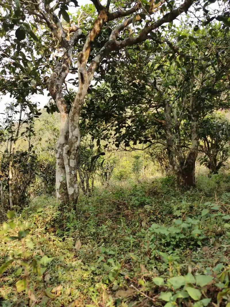 2024年迷帝古樹春茶品質(zhì)怎么樣？