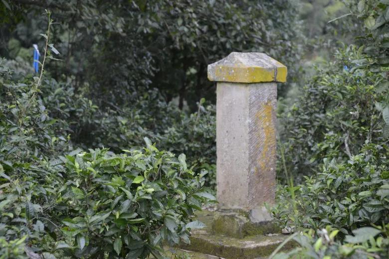 2024年迷帝古樹春茶價(jià)格是多少？