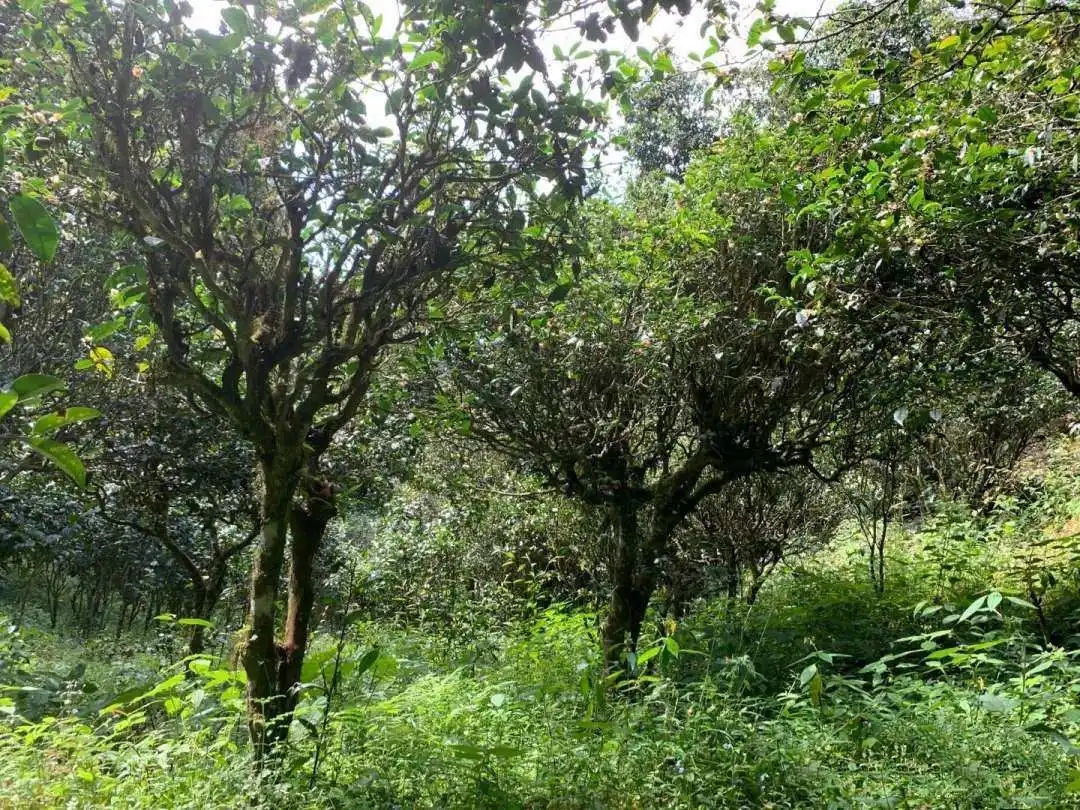 2024年墨江鳳凰窩古樹春茶品質(zhì)怎么樣？