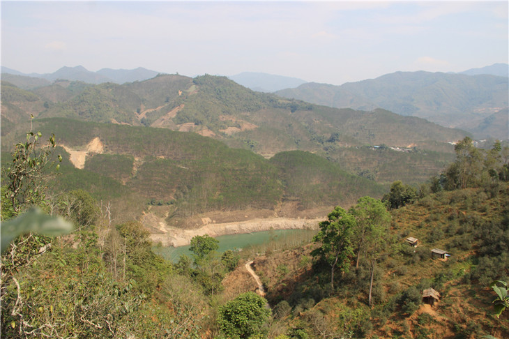 2024年昔歸古樹春茶口感是什么？