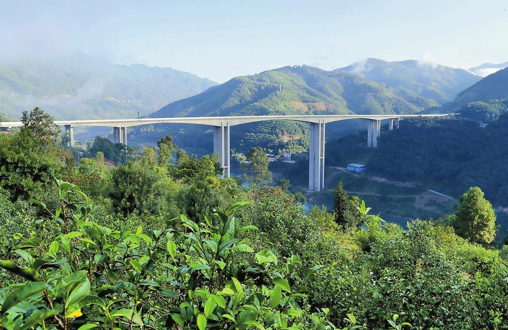 2024年昔歸古樹春茶品質(zhì)如何？