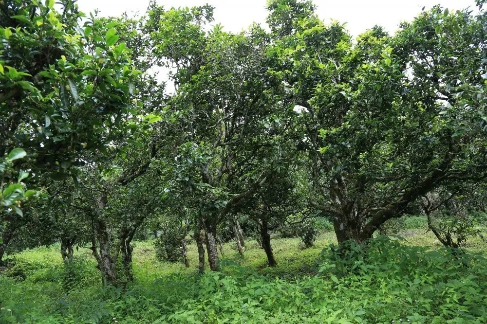 2024年昔歸古樹春茶價(jià)格是多少？