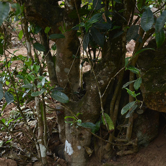 2024年磨烈古樹春茶口感怎么樣？