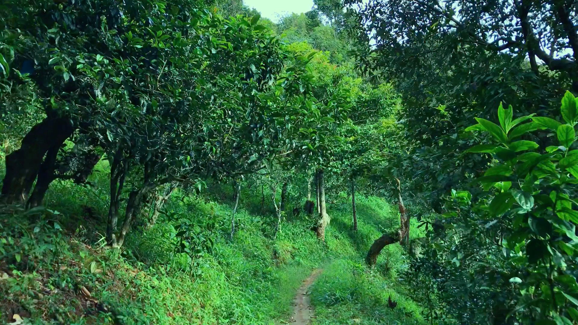 2024年磨烈古樹春茶品質(zhì)如何？