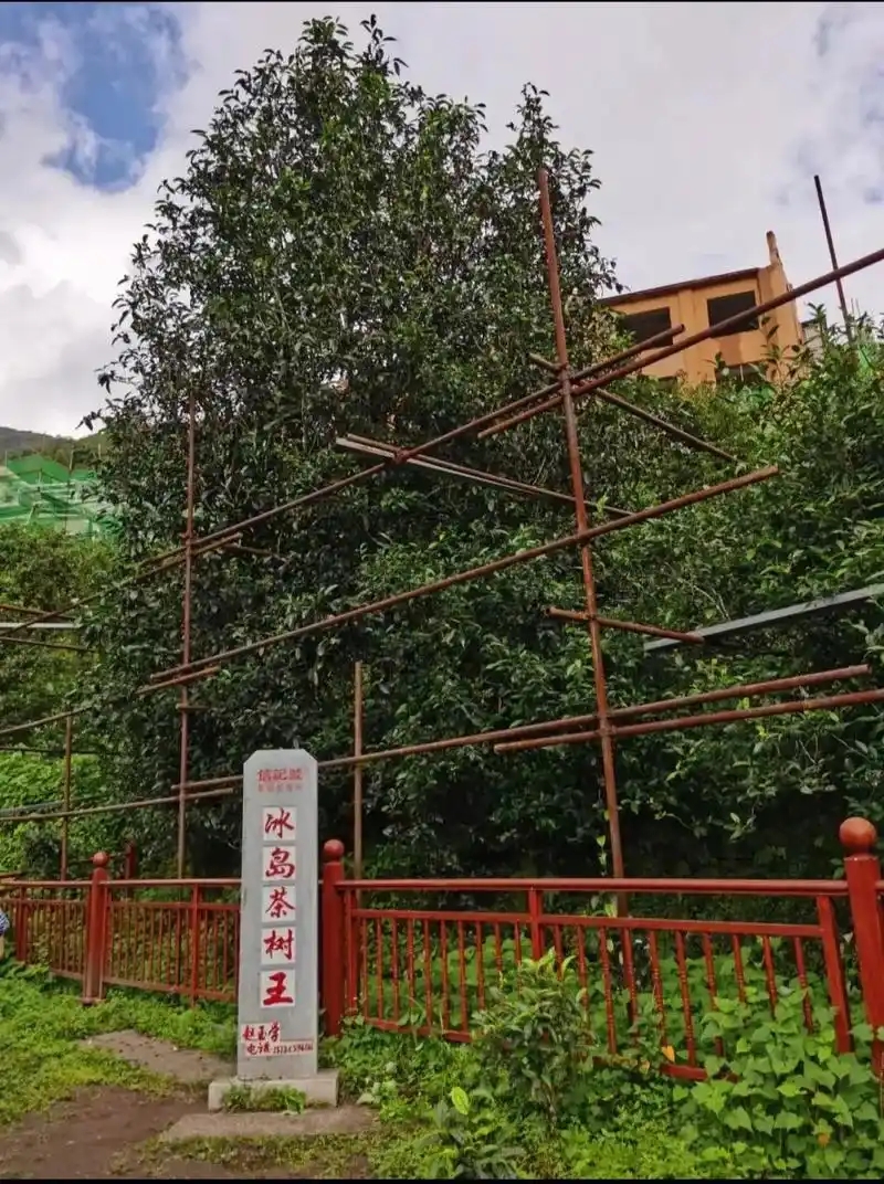 冰島老寨詳細(xì)介紹口感！