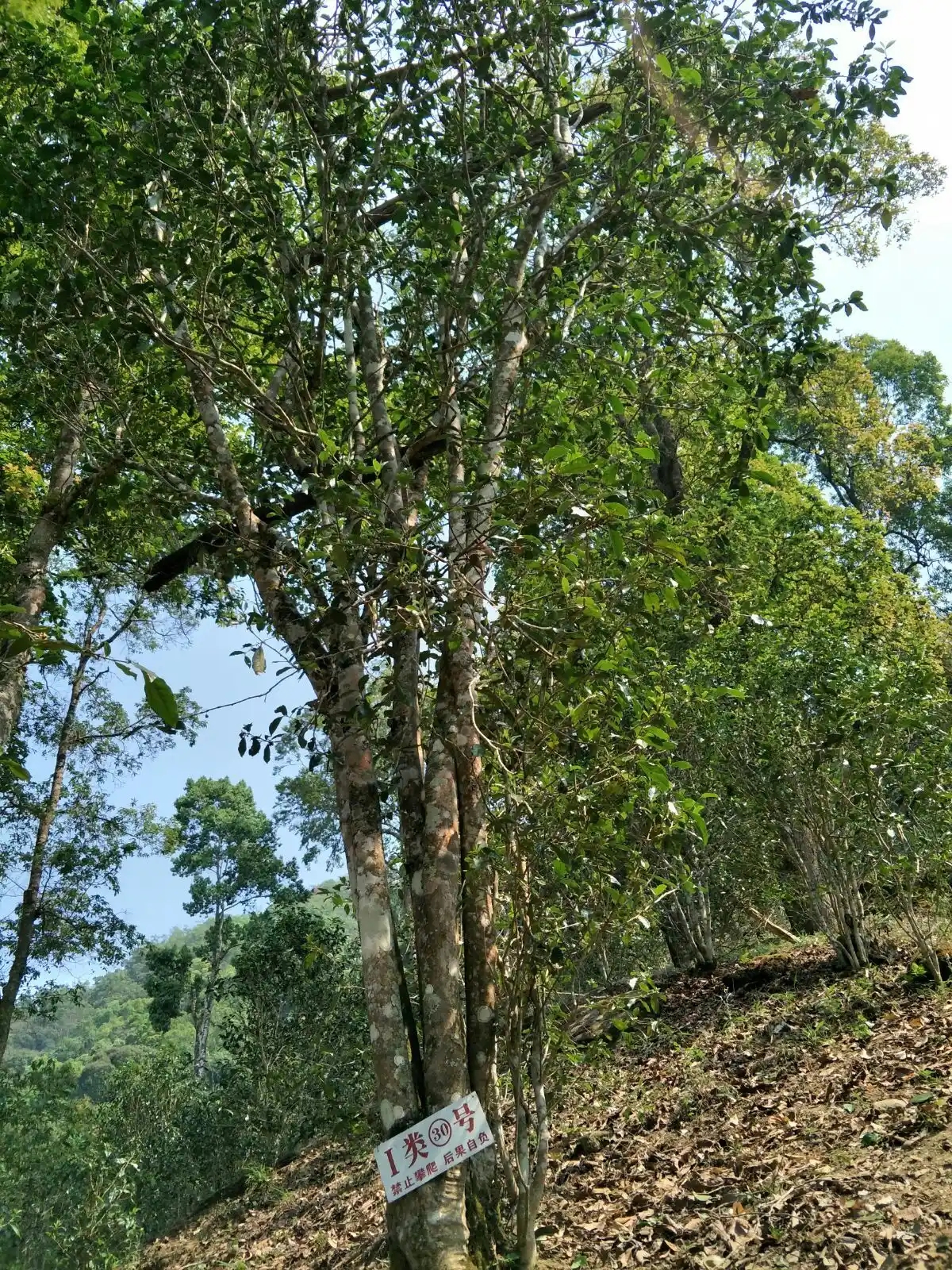 野境王者、普洱巔峰！薄荷塘成為普洱無冕之王的十大原因