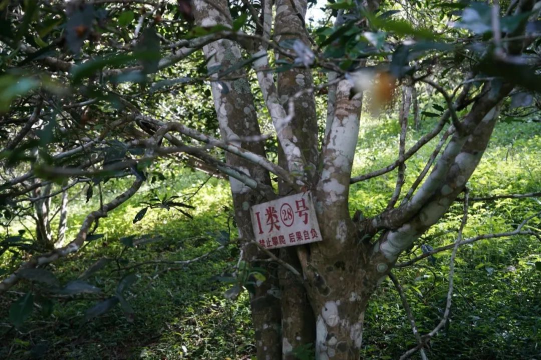 易武巔峰薄荷塘，普洱茶界最神奇最瘋狂的存在