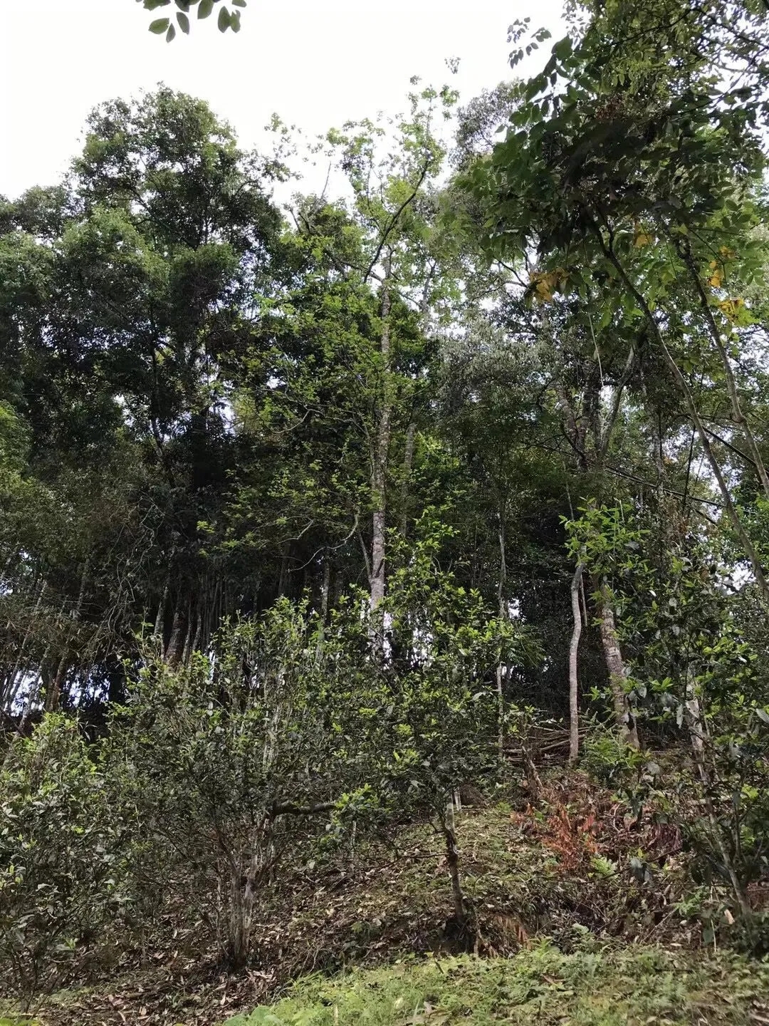 2025年易武古樹春茶口感如何？