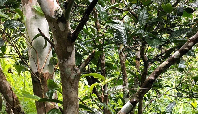 2025年易武古樹春茶品質(zhì)怎么樣？