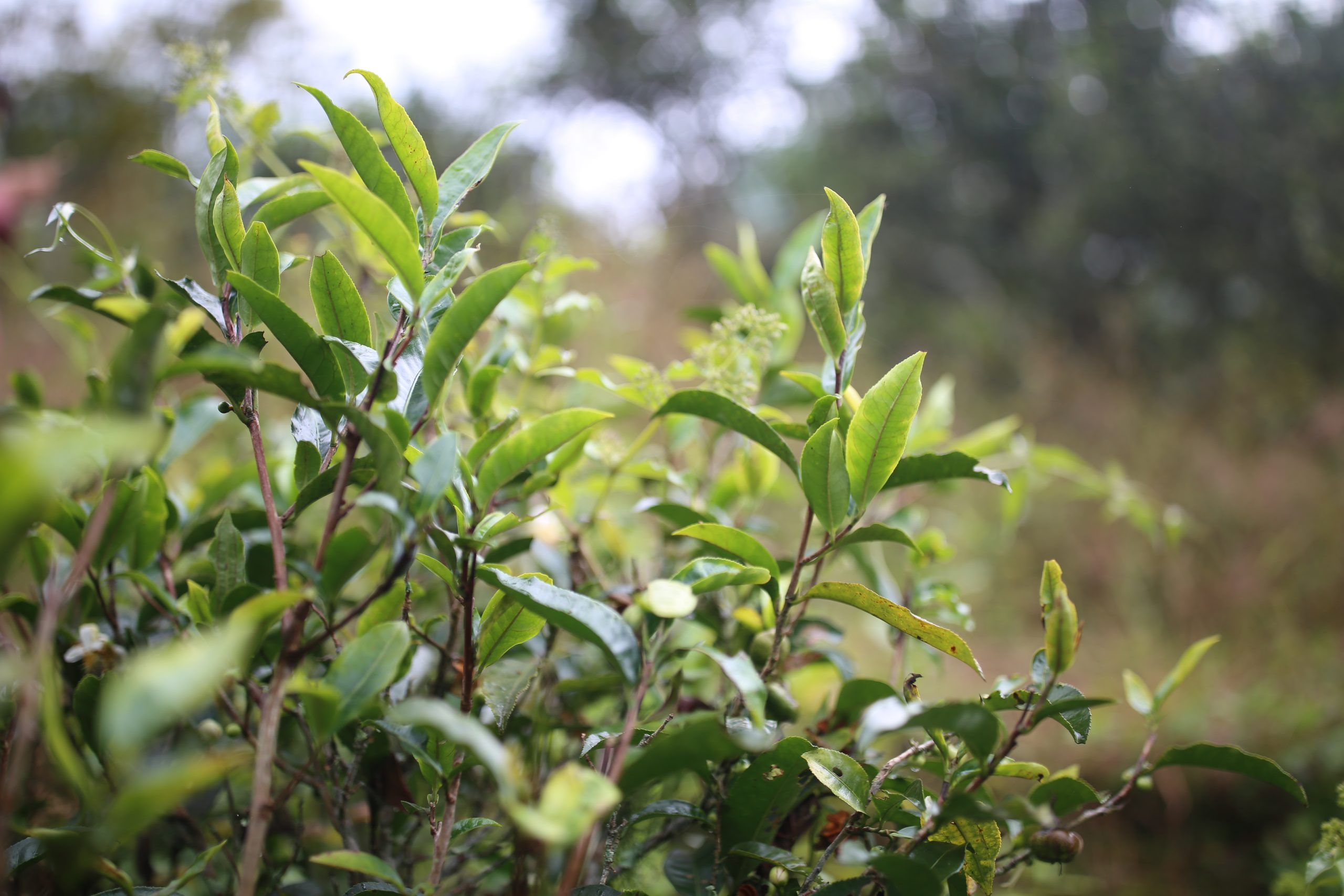 2025年蠻磚古樹春茶多少錢一公斤？