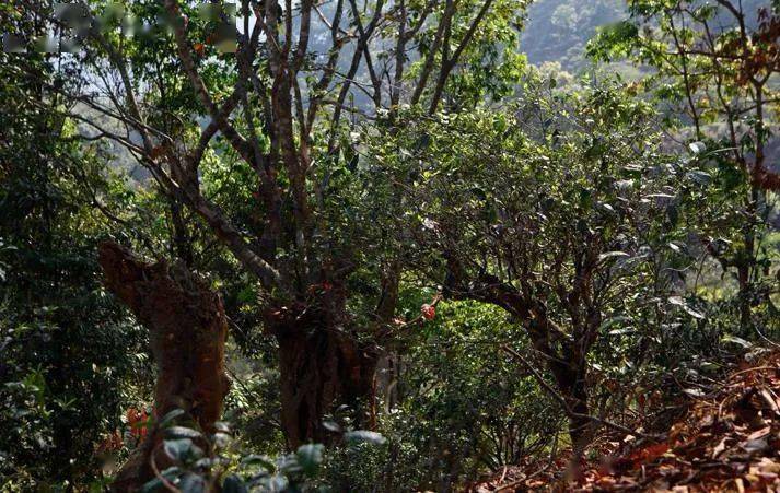 先有莽枝牛滾塘，之后才有普洱府